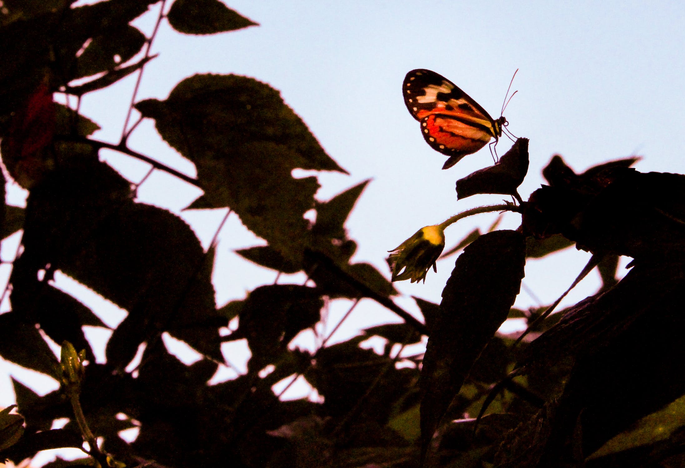 Monarch butterflies